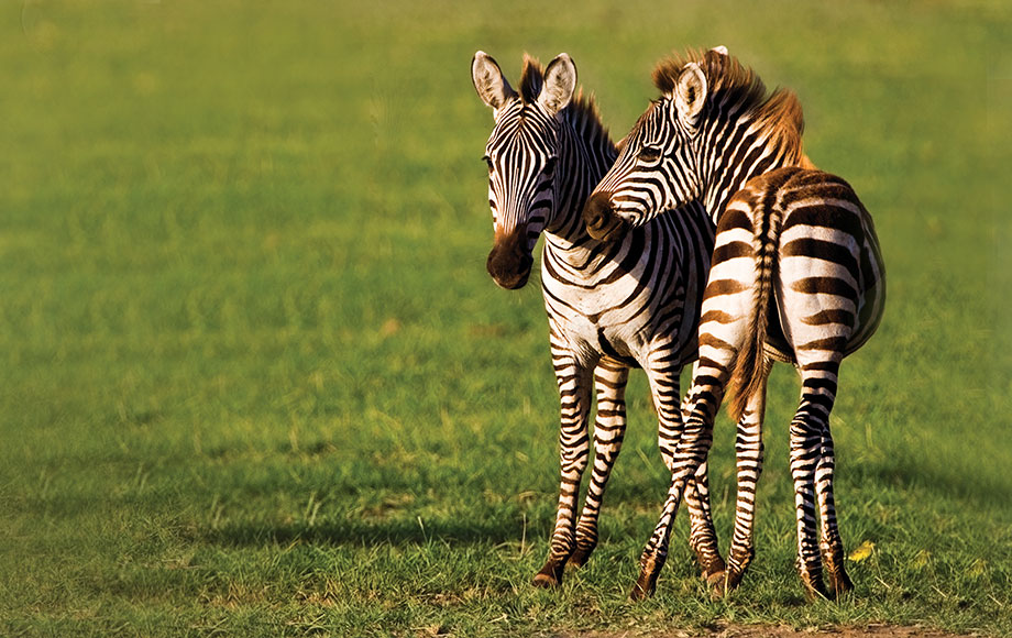 African Wildlife